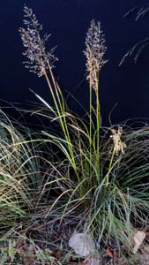 Yellow Indian Grass /
Sorghastrum nutans